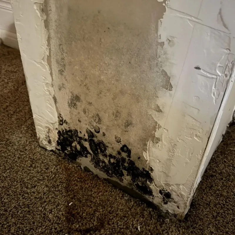 Professional Mold Removal in Rendon, TX